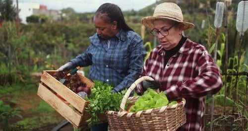 Women Harvesting Fresh Vegetables in Community Garden