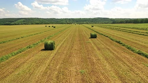 Field with bales on the natural background in rural place.