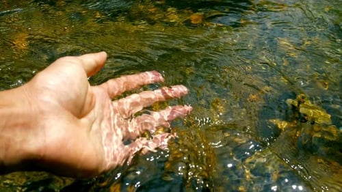 Water Flowing In Forest