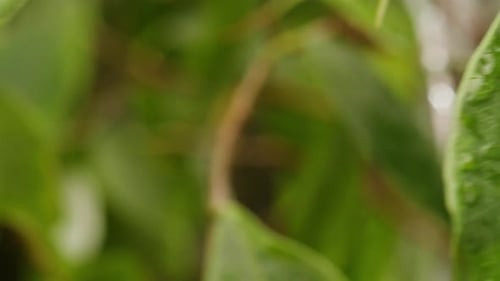 Macro Shot of Green Leaf with Water Droplets
