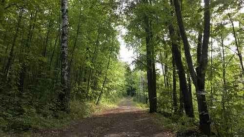 Walking along the path among the green trees in the forest park