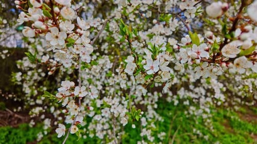 Apple Blossom tree full bloom in the spring white light pink flower petal