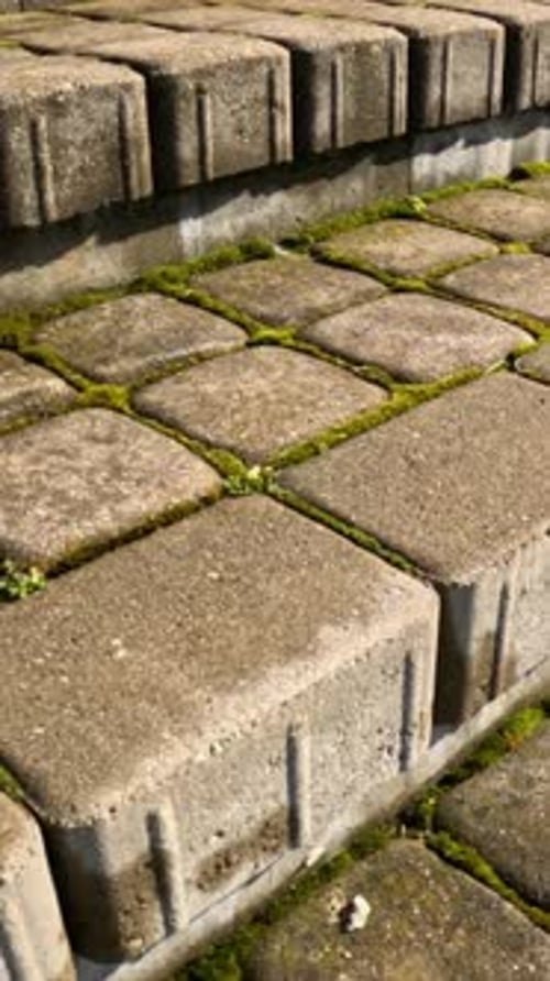 Kipsala Riga: Close Up of Old Paving Stones with Moss Detail