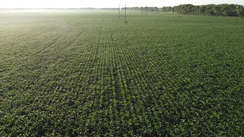 Aerial View of Lush Green Cornfield