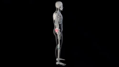 3D Human Skeleton Rotating to Show Gluteus Medius Muscle