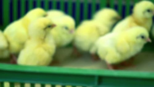 Poultry Farm Production Line Operations