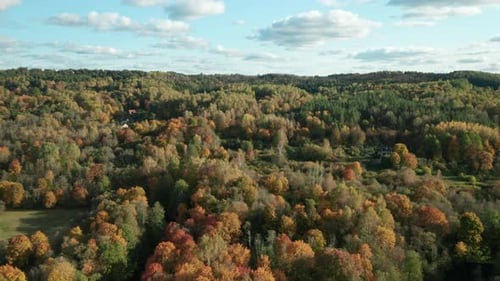 AERIAL: Early autumn with mixed forest, green conifers, deciduous trees with yellow leaves - fall co