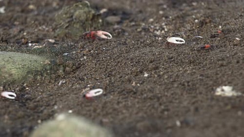 A group of fiddler crabs call out with their large claws