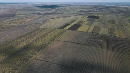 Aerial View Shoot From Drone Directly Above Field