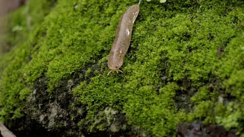 Schnecke bewegt sich auf Moss Grassy Rock