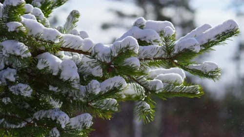 Gros plan d'un
conifère à branche enneigée verte. Beau paysage d'hiver avec de la neige