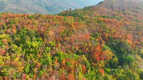 Aerial view over the vibrant colorful deciduous forest in Thailand. 4K.