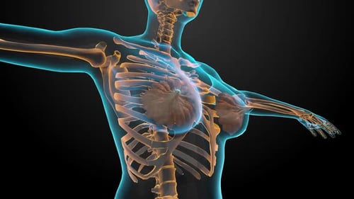 3D Anatomy of Female Breast and Skeletal Structure