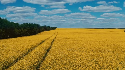 Beautiful yellow field under blue sky. Large rapeseed field. Agricultural landscape. Aerial view.