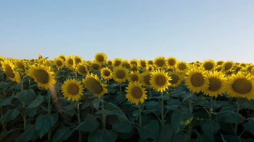 Sunflower Field in Summer Morning Sunshine