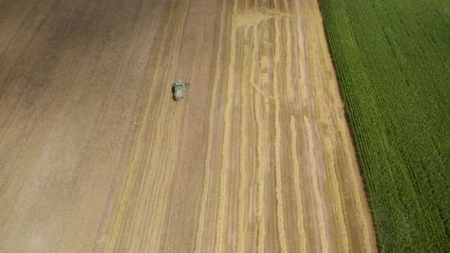 Aerial top down shot of combine harvester cutting crop and corn of wheat field