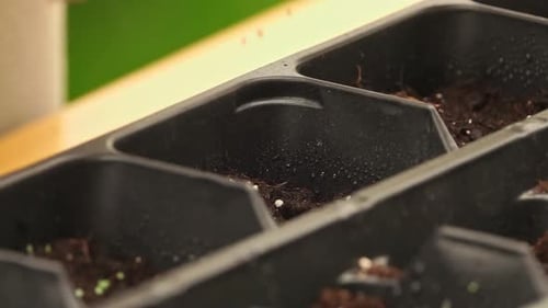 Close hands planting seeds of greenery