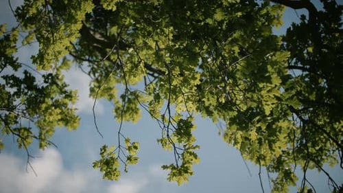 Green Tree Branches Against Blue Sky
