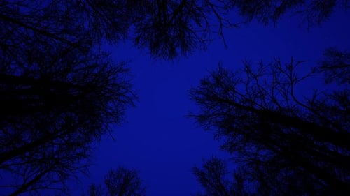 Escena nocturna en un bosque oscuro con árboles secos