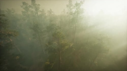 Drone rompendo a neblina para mostrar sequoias e pinheiros