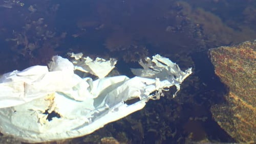 Person's hand removing torn plastic bag polluting Norway fjord. Close up.