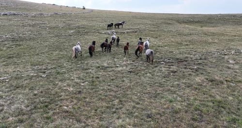 Horses Running in a Rural Grassy Field