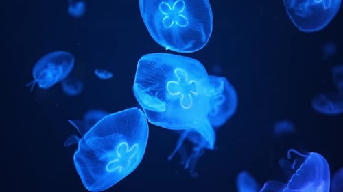 Beautiful Jellyfish in the Neon Light in Aquarium Nature Background
