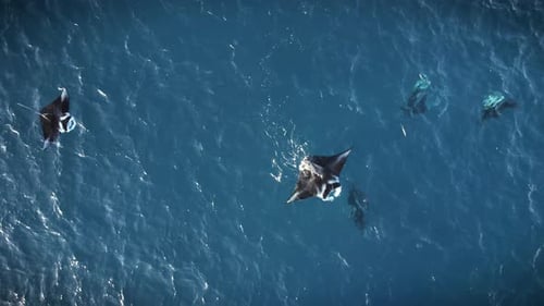 Multiple Manta Rays Gliding Gracefully Through Crystal-Clear Blue Ocean Waters