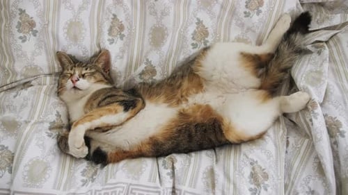 Cute Adorable Tabby Cat Sleeping on Back and Relaxing on Sofa in Living Room