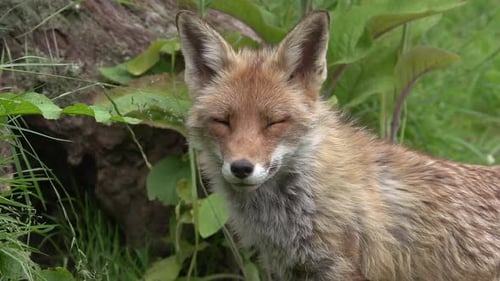 Red Fox, vulpes vulpes, Portrait of an Adult female in the forest among foliage, Normandy in France