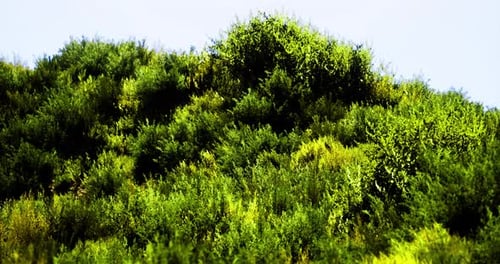 Vegetação exuberante na encosta sob o céu azul claro durante o dia