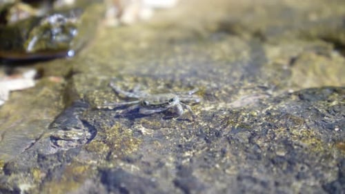 Small grey crab eating minerals in a shallow rock pool. Sea and marine life