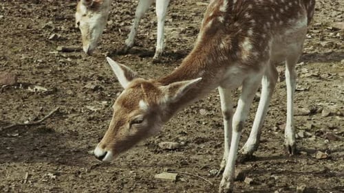 Fallow Deer Grazing Peacefully on a Sunny Day