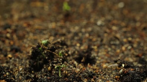 Tiny Green Plants Growing in Rich Soil