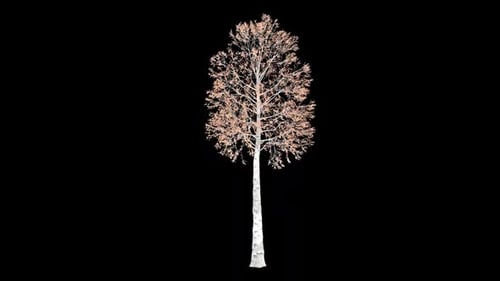 Aspen Tree Growing