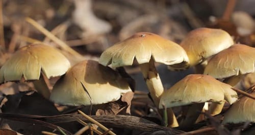 Mushrooms in the Wild Forest