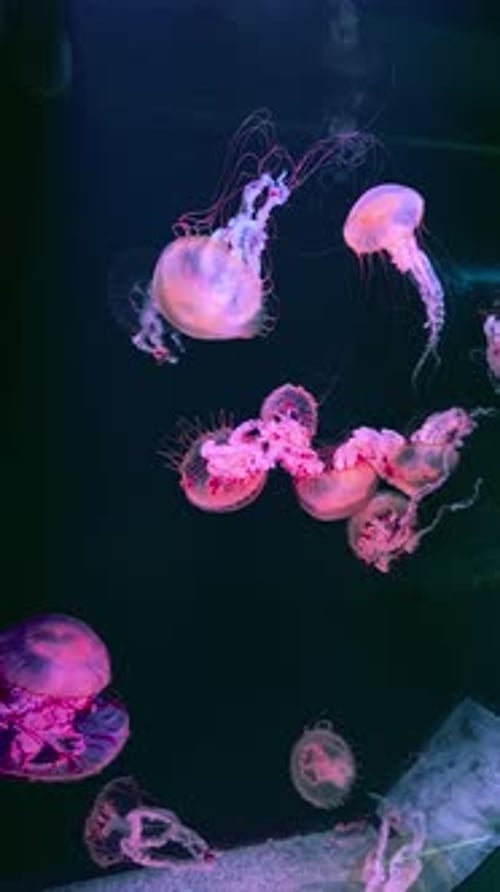 Pink Jellyfish Floating Underwater