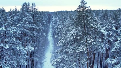 Pine and Fir Trees Forest Covered in Snow Aerial Landscape From Drone View Christmas is Coming Cold