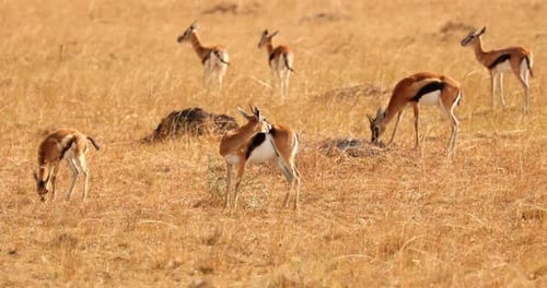 Herd Of Thomson's Gazelle In Masai Mara, Kenya - Wide Shot