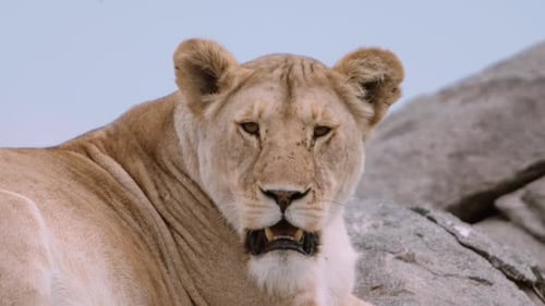 Majestic Lion Resting on Rocks, Close Up