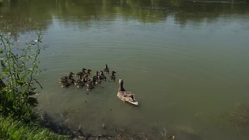 Ducks in Lake