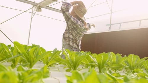 Young female farmer working in hydroponic greenhouse farm