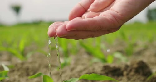 Hand Waters Young Plant in Agricultural Field