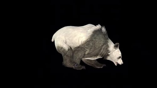 Wilder Bärenlauf