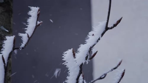 Wind Blowing Ice Crystals Off Frozen Branch Macro