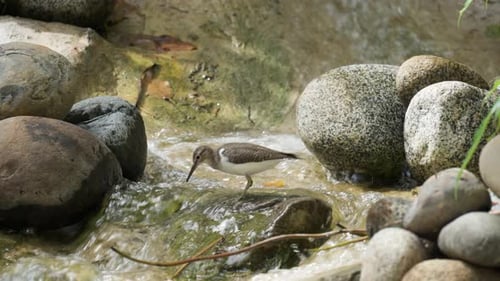 Vogel - Flussuferläufer (Actitis hypoleucos) geht durch einen fließenden kleinen Wasserfall und sucht nach Larven a