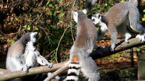 Lemur catta on the tree.