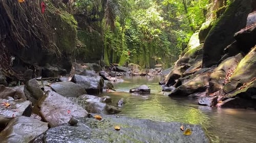 Tropical River Flowing Through Lush Jungle, Serene Setting