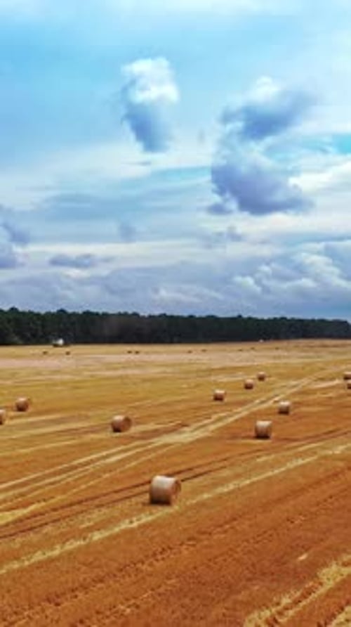Twisted haystack on field. Landscape of grasland after haymaking