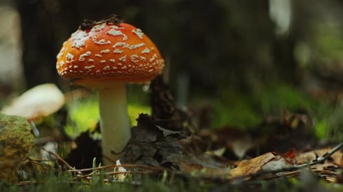 Bright Red Fly Agaric Mushroom Growing on Sunlit Forest Floor